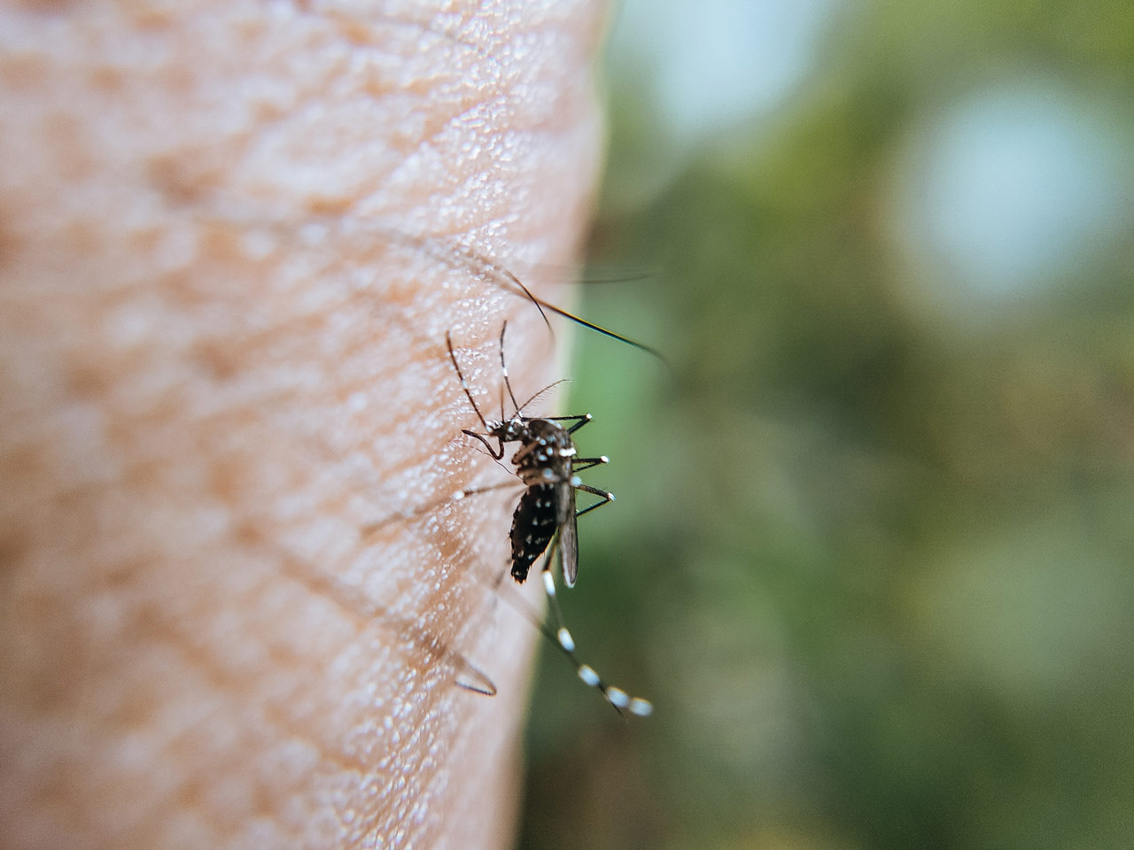 Possiamo diventare invisibili alle zanzare?